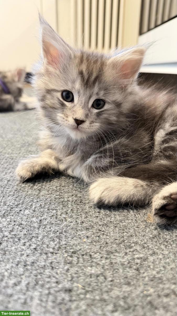 Bild 4: Maine Coon Mix Katerli aus Hobbyzucht