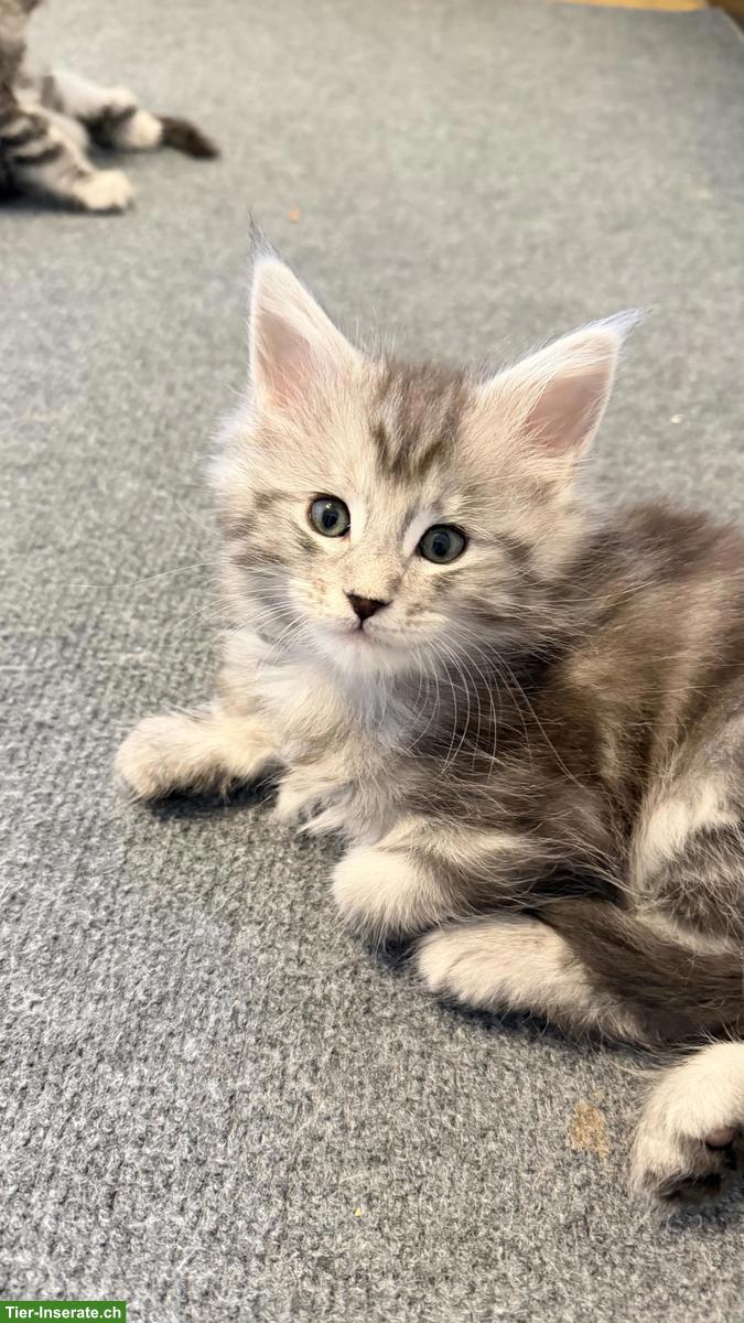 Bild 5: Maine Coon Mix Katerli aus Hobbyzucht