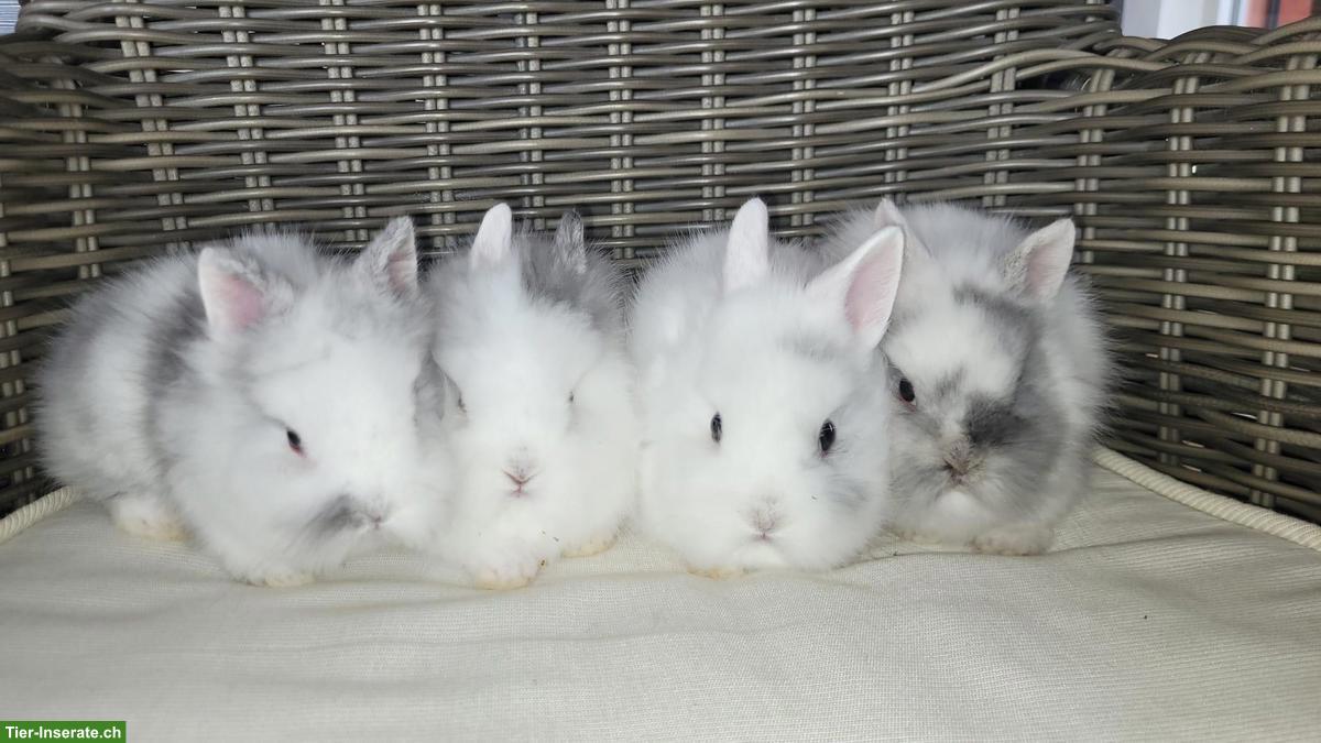 Süsse, junge Zwergkaninchen - kleinbleibend, handzahm