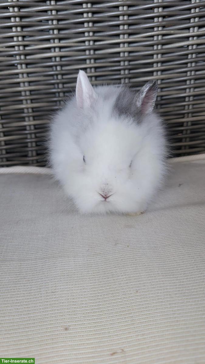 Bild 2: Süsse, junge Zwergkaninchen - kleinbleibend, handzahm