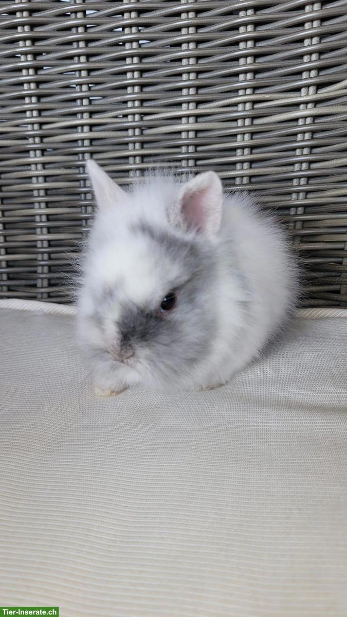 Bild 4: Süsse, junge Zwergkaninchen - kleinbleibend, handzahm
