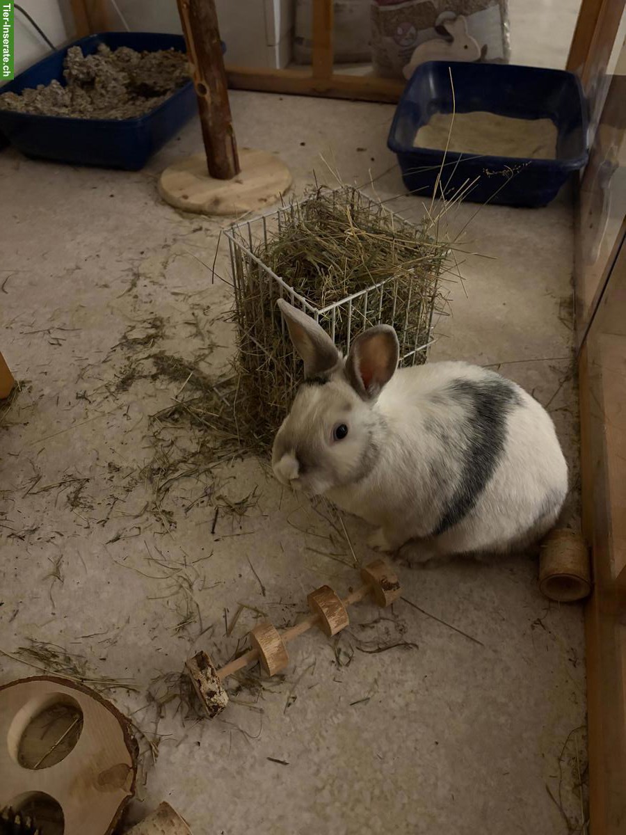 Zwergkaninchen Männchen, kastriert sucht neues Zuhause