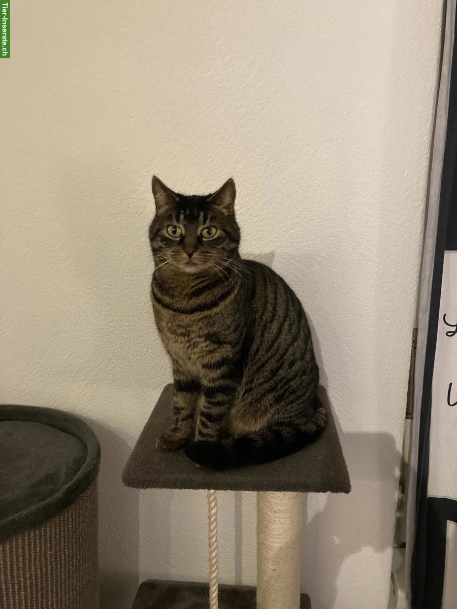 Bild 2: 2 tolle Freigänger Kätzinnen suchen ein ruhigeres Zuhause