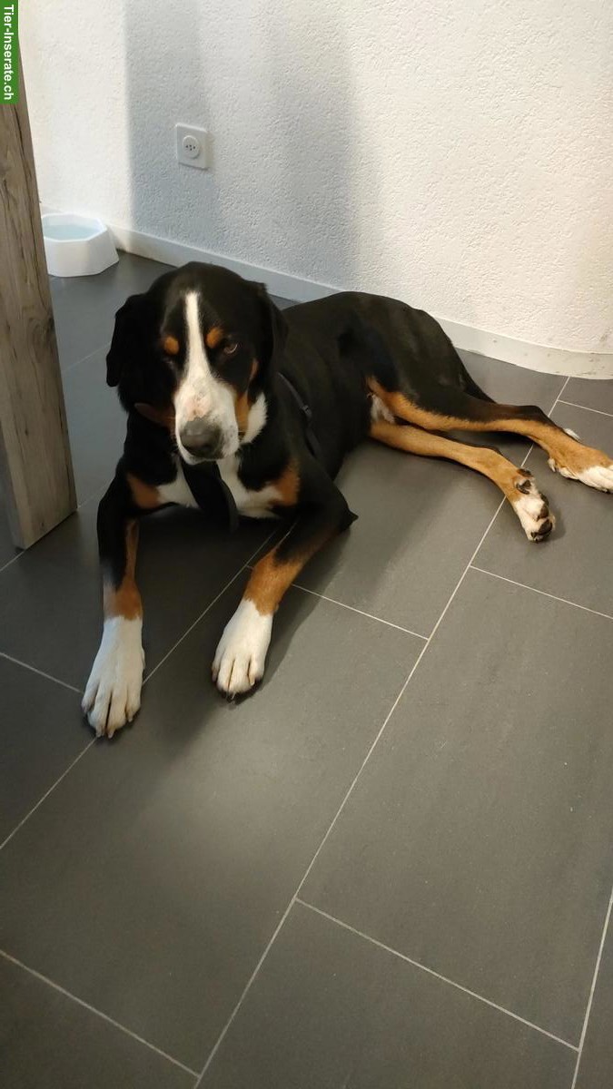 Grosser Schweizer Sennenhund Rüde