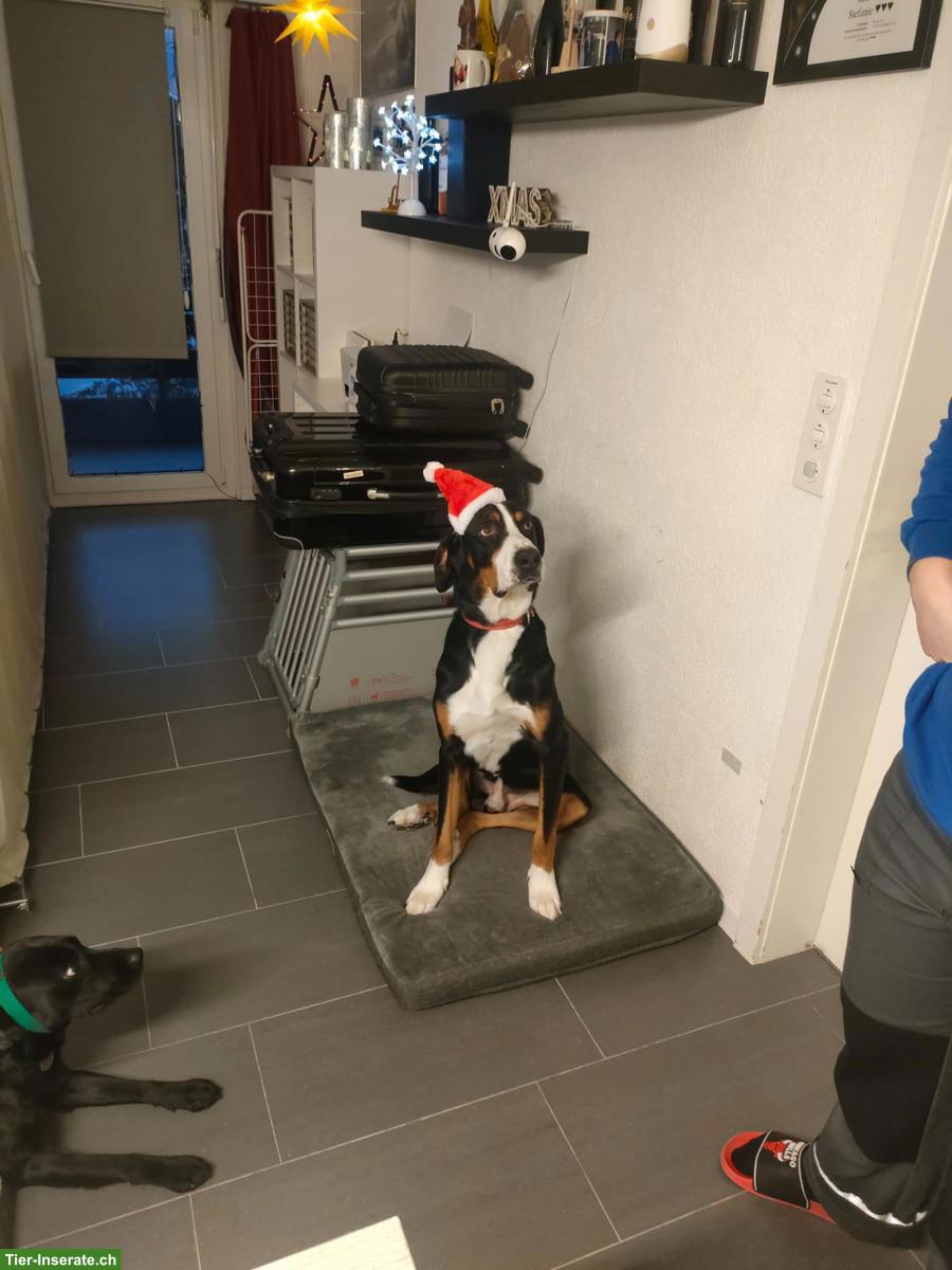 Bild 2: Grosser Schweizer Sennenhund Rüde