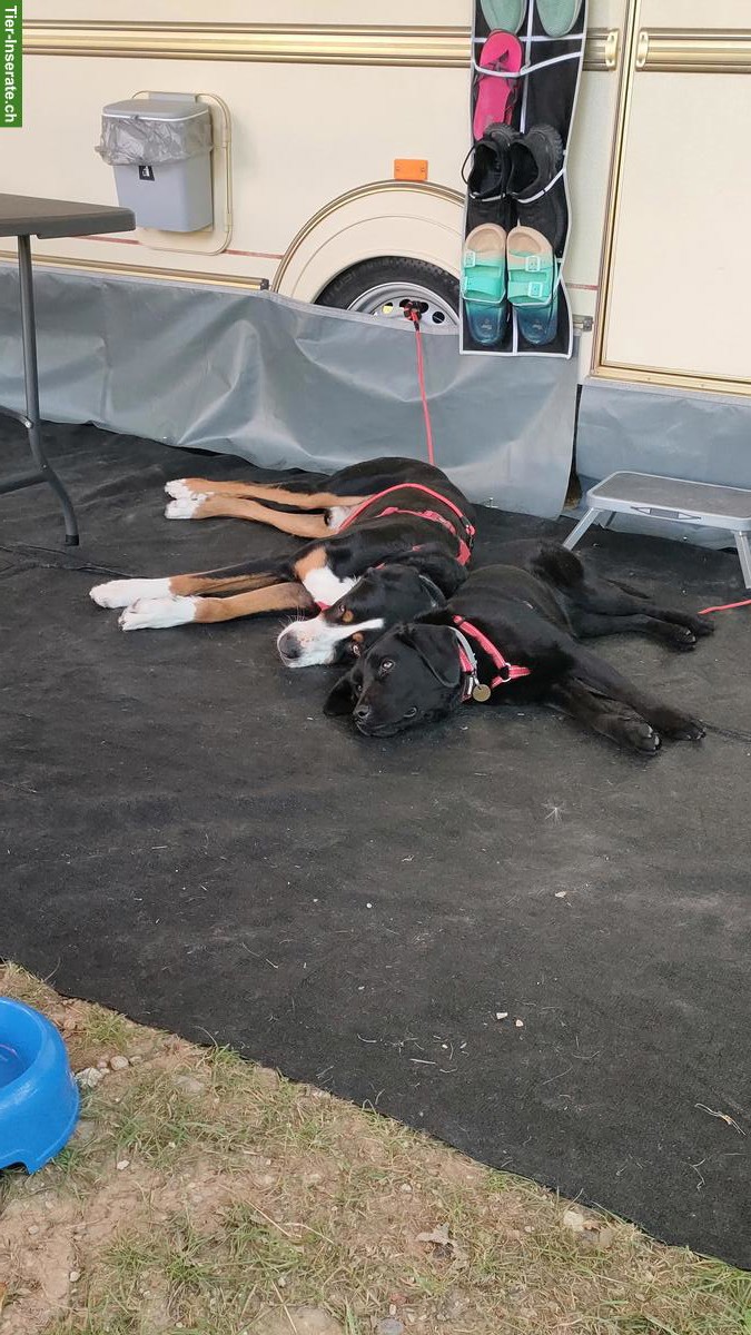 Bild 4: Grosser Schweizer Sennenhund Rüde