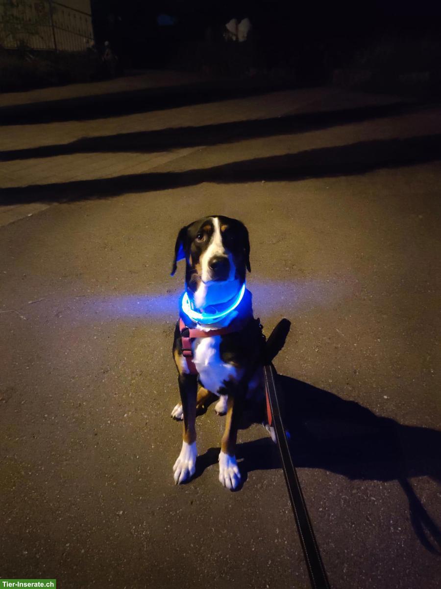 Bild 5: Grosser Schweizer Sennenhund Rüde