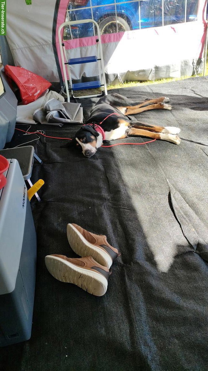 Bild 6: Grosser Schweizer Sennenhund Rüde