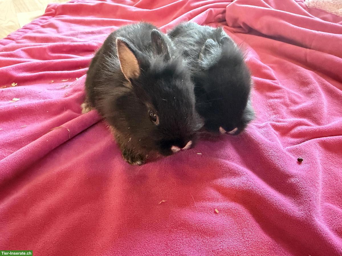 Zwergkaninchen (1 Weibchen + 1 Männchen), 7 Wochen alt