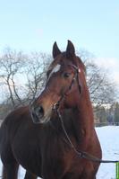 Ältere Freiberger Stute, Fuchs, 17-jährig, 156cm