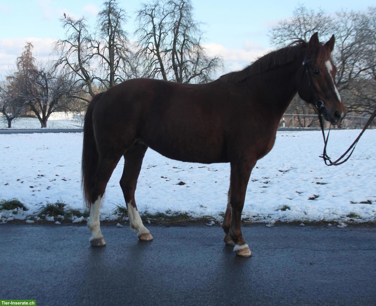 Bild 2: Ältere Freiberger Stute, Fuchs, 17-jährig, 156cm