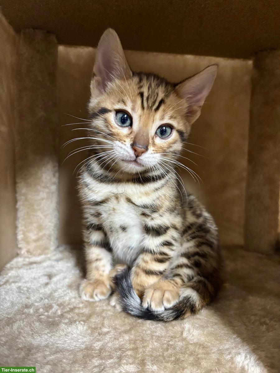 Bengal Kitten, 2 Kater ab Mitte März abzugeben