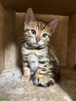 Bengal Kitten, 2 Kater ab Mitte März abzugeben