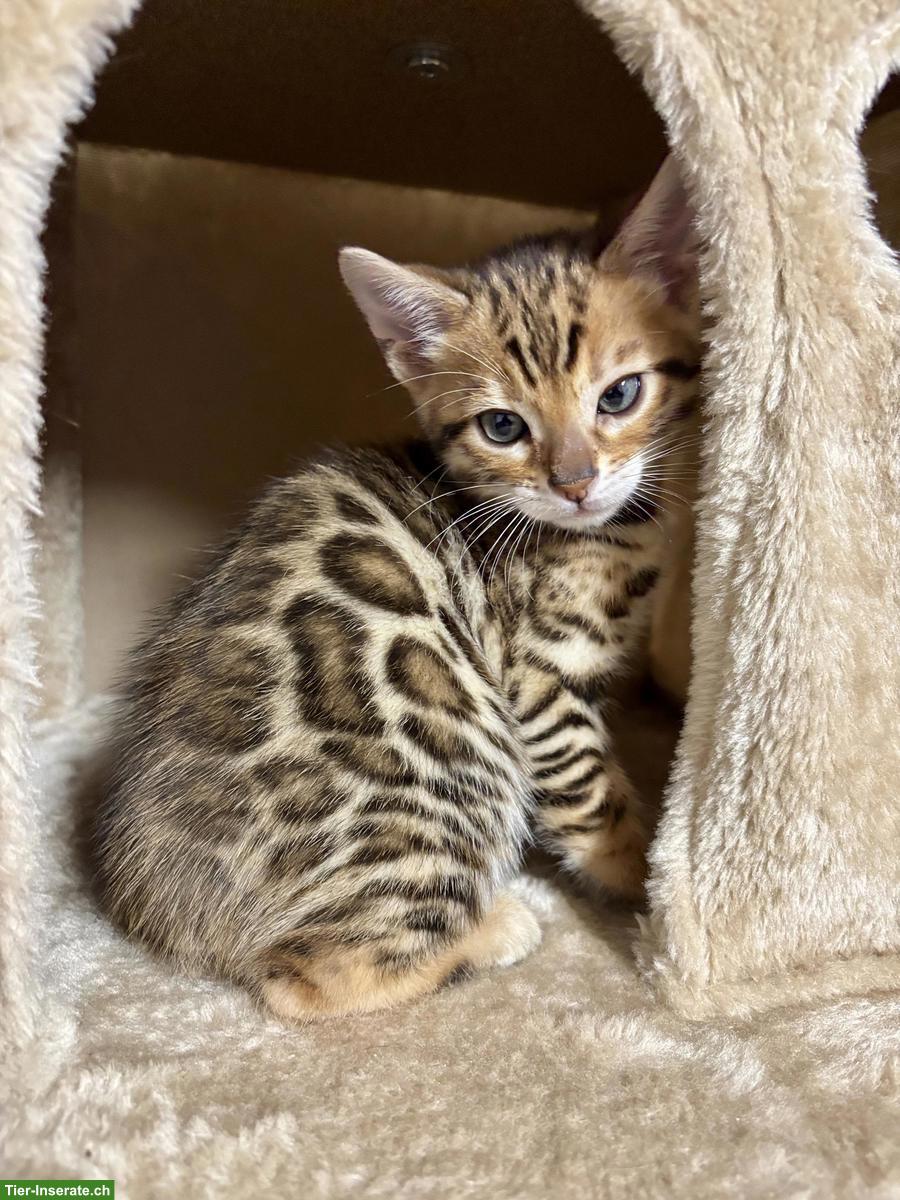 Bild 2: Bengal Kitten, 2 Kater ab Mitte März abzugeben