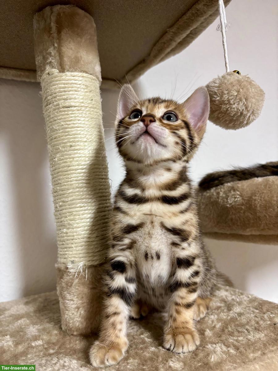 Bild 3: Bengal Kitten, 2 Kater ab Mitte März abzugeben