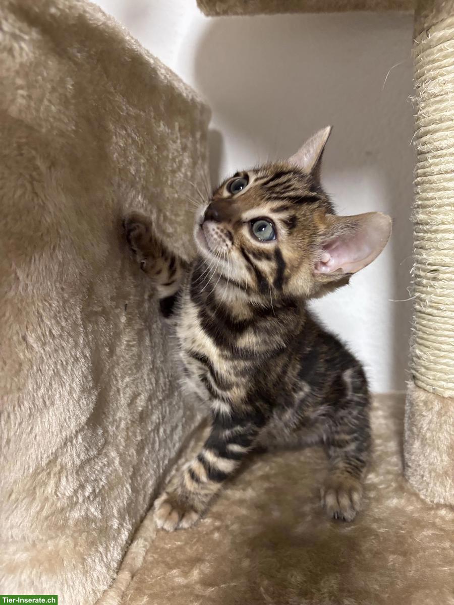 Bild 6: Bengal Kitten, 2 Kater ab Mitte März abzugeben