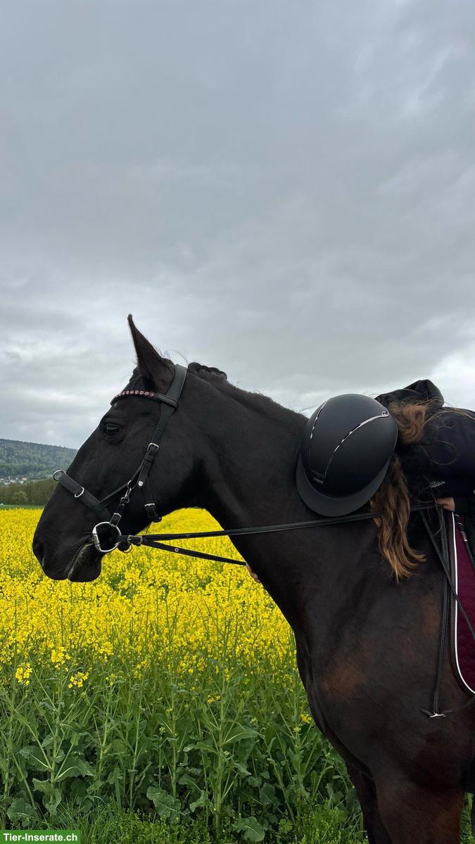 Reitbeteiligung gesucht, Umgebung Leimental
