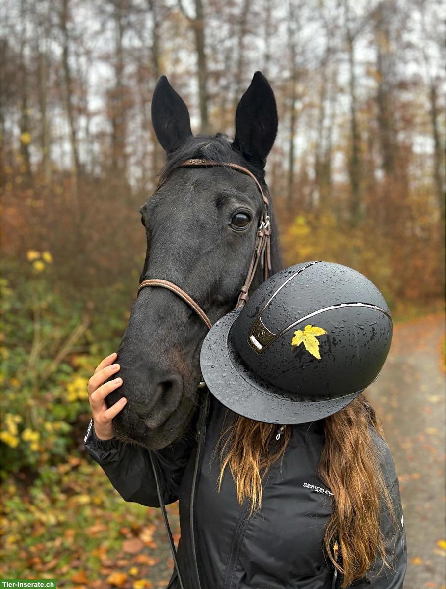 Bild 2: Reitbeteiligung gesucht, Umgebung Leimental