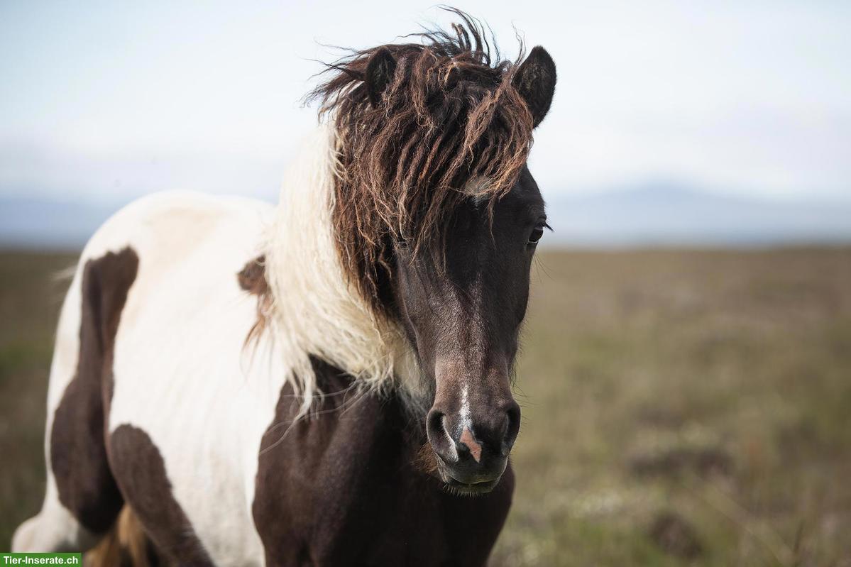 Tolle Islandpony Stute sucht 5-Sterne Zuhause