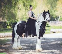 Irish Cob Deckhengst, grösster Irish Cob der Schweiz