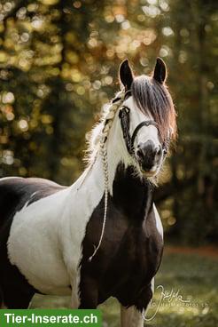 Bild 2: Irish Cob Deckhengst, grösster Irish Cob der Schweiz