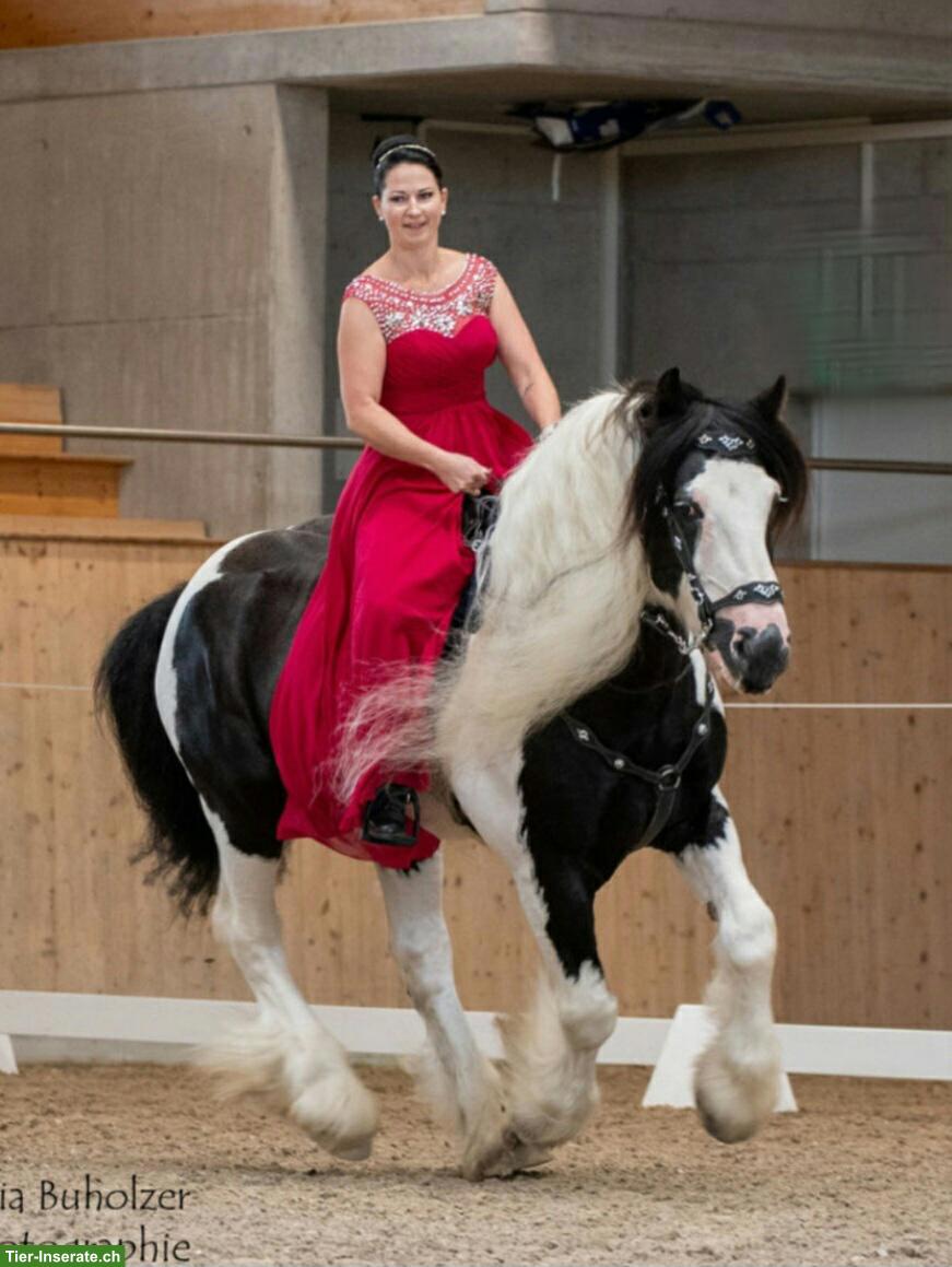 Bild 3: Irish Cob Deckhengst, grösster Irish Cob der Schweiz