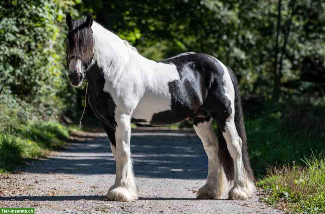 Bild 5: Irish Cob Deckhengst, grösster Irish Cob der Schweiz