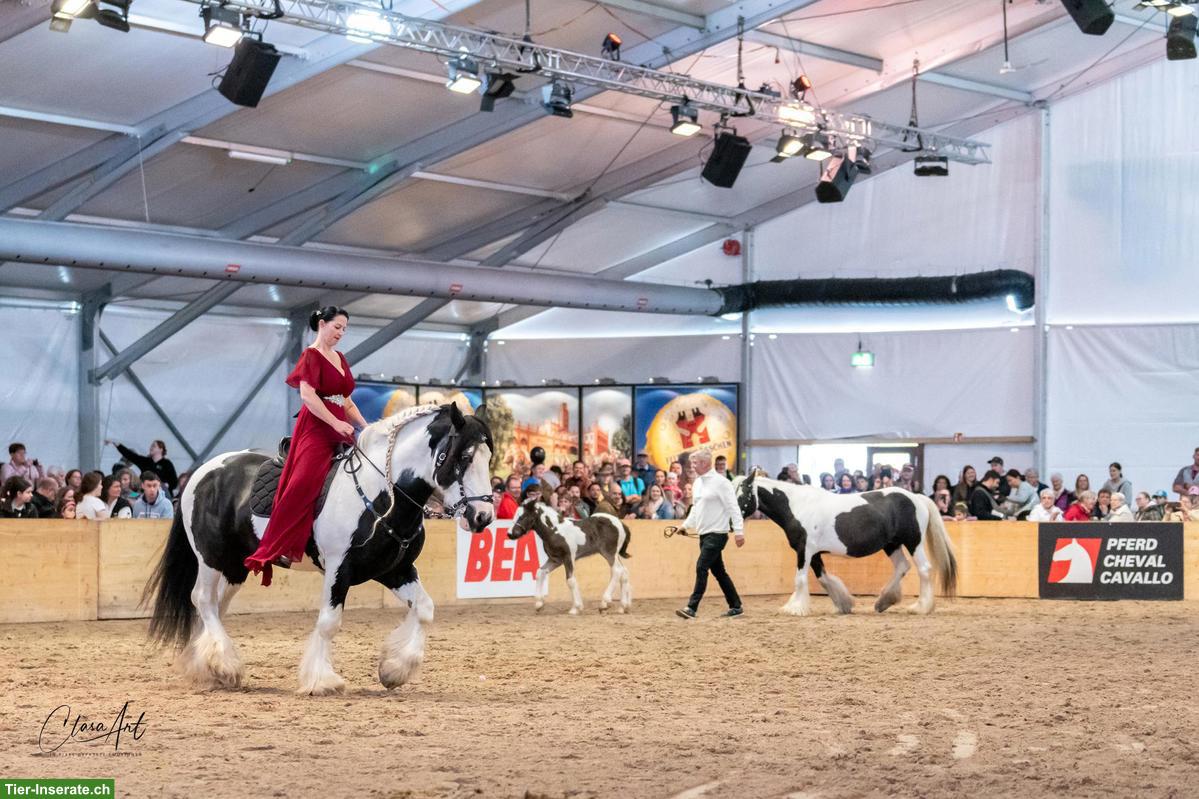 Bild 7: Irish Cob Deckhengst, grösster Irish Cob der Schweiz