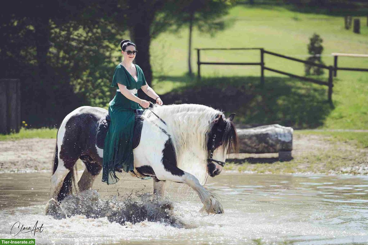 Bild 8: Irish Cob Deckhengst, grösster Irish Cob der Schweiz
