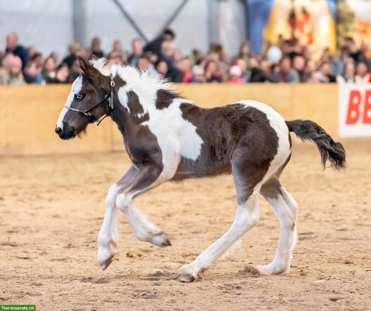 Bild 9: Irish Cob Deckhengst, grösster Irish Cob der Schweiz