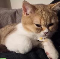 Junge BKH Katze, weiblich, verschmust & kinderlieb