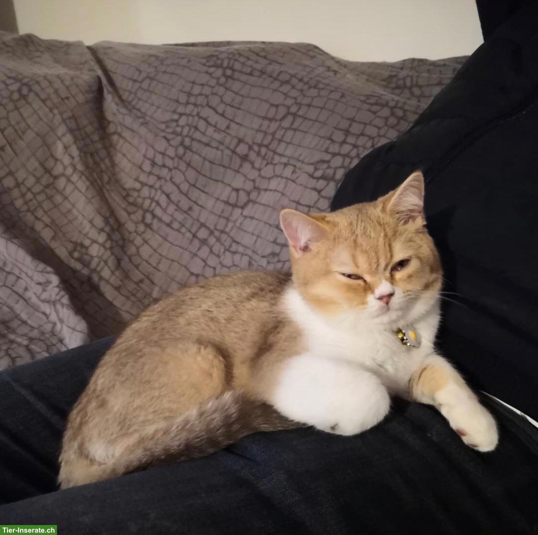 Bild 2: Junge BKH Katze, weiblich, verschmust & kinderlieb