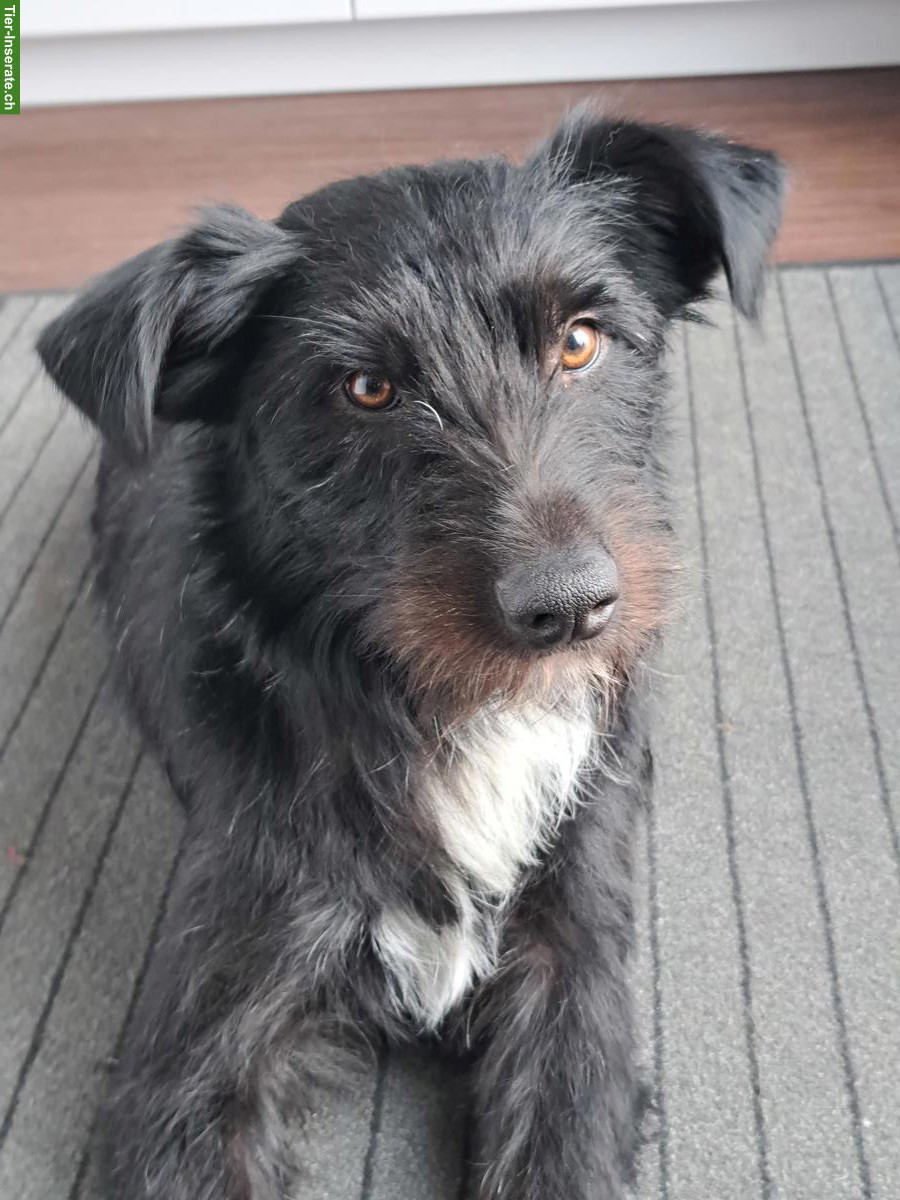 Mischlingsrüde Lupo sucht sein Zuhause