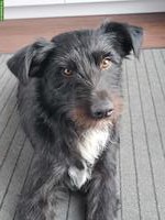 Mischlingsrüde Lupo sucht sein Zuhause