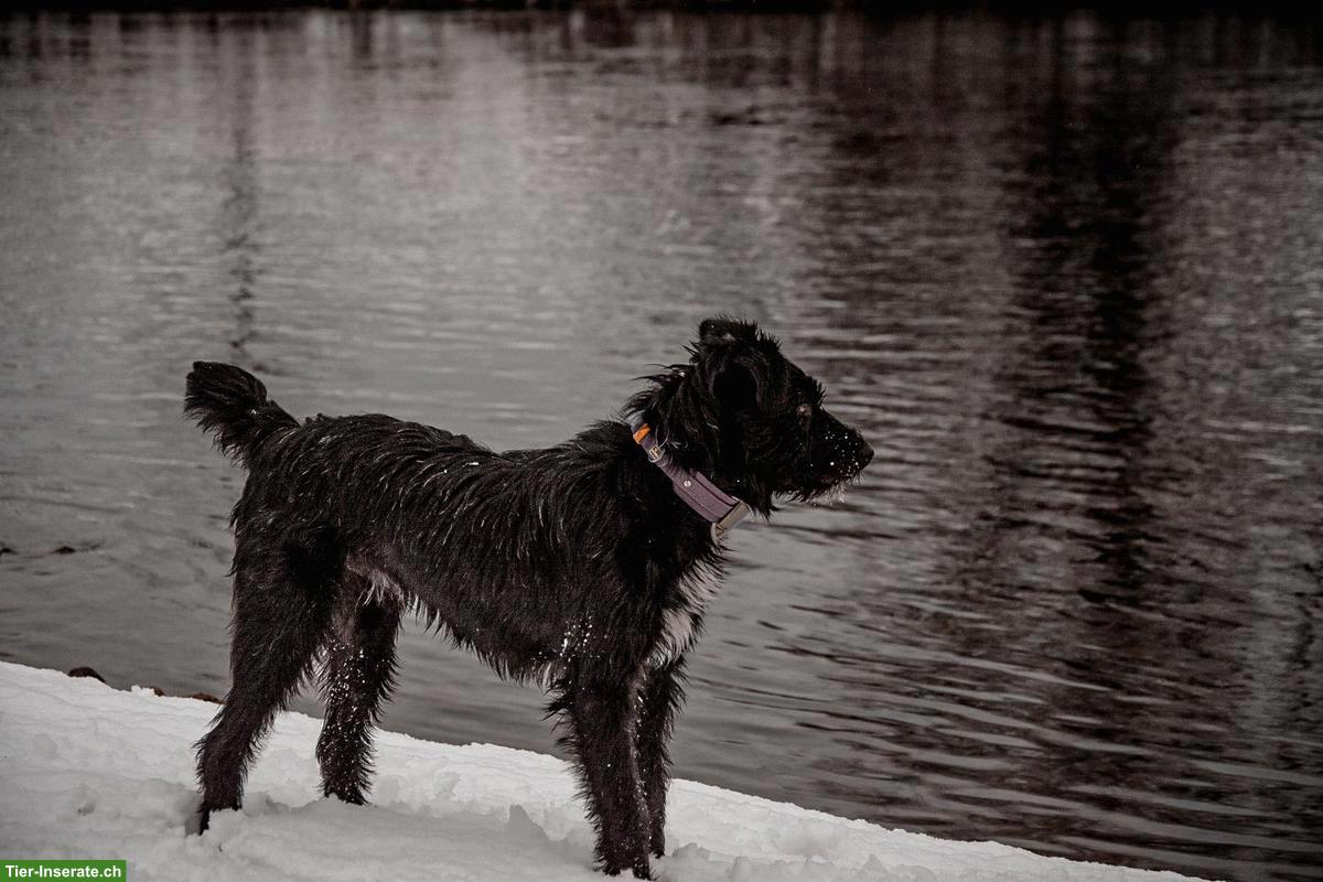 Bild 5: Mischlingsrüde Lupo sucht sein Zuhause