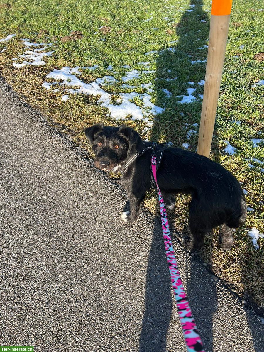 Bild 6: Mischlingsrüde Lupo sucht sein Zuhause