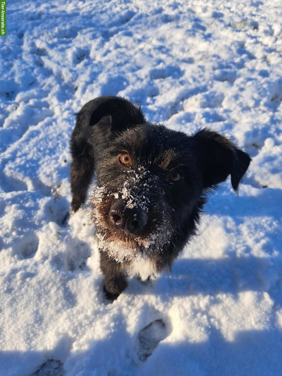 Bild 7: Mischlingsrüde Lupo sucht sein Zuhause