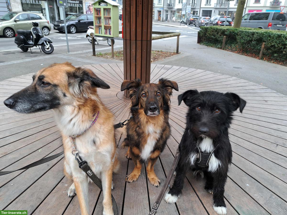 Bild 8: Mischlingsrüde Lupo sucht sein Zuhause