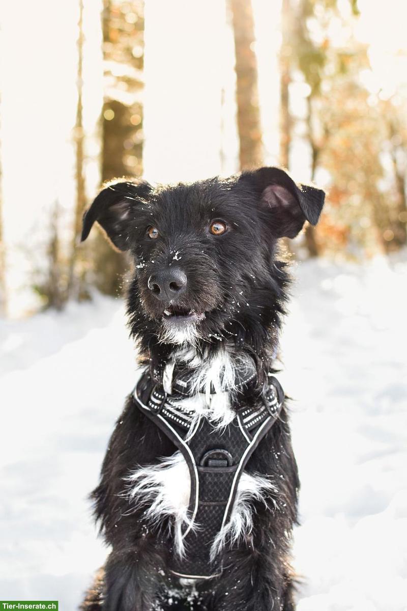 Bild 9: Mischlingsrüde Lupo sucht sein Zuhause