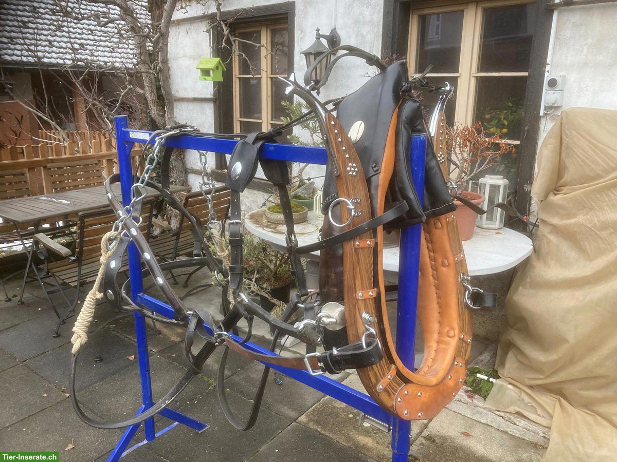 Bündner-Kummetgeschirr mit Zaum für Haflinger