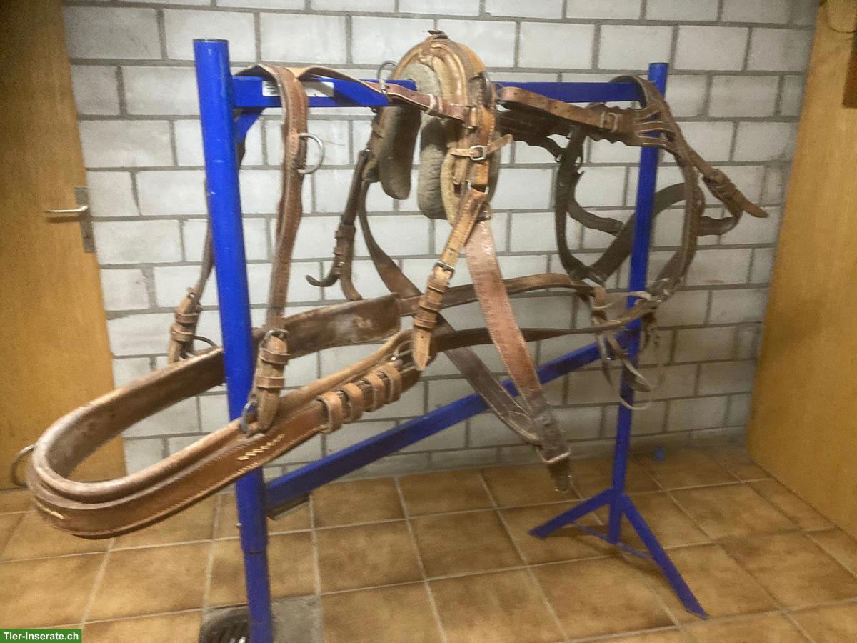 Bild 3: Bündner-Kummetgeschirr mit Zaum für Haflinger