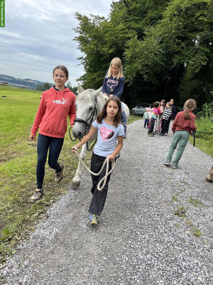 Ponywallach zu verkaufen, Kinderpony & Therapiepony