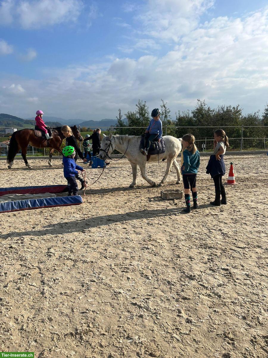 Bild 2: Ponywallach zu verkaufen, Kinderpony & Therapiepony