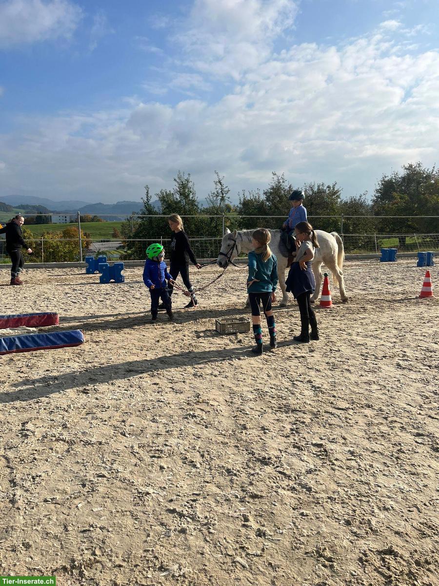 Bild 3: Ponywallach zu verkaufen, Kinderpony & Therapiepony