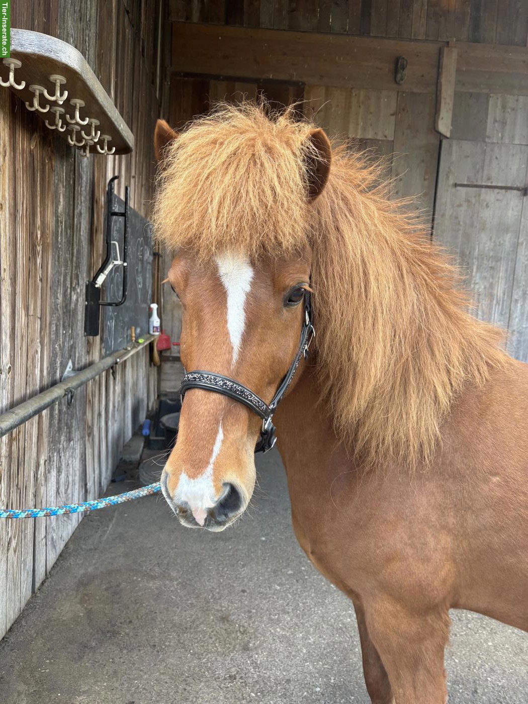 Islandpferd Wallach, 12-jährig, bedingt reitbar