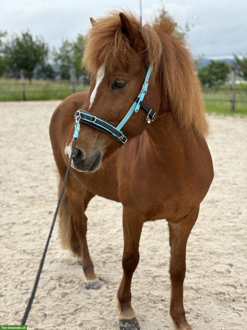 Bild 2: Islandpferd Wallach, 12-jährig, bedingt reitbar