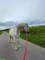 Offenstall für PRE Wallach gesucht, Grossraum Bern