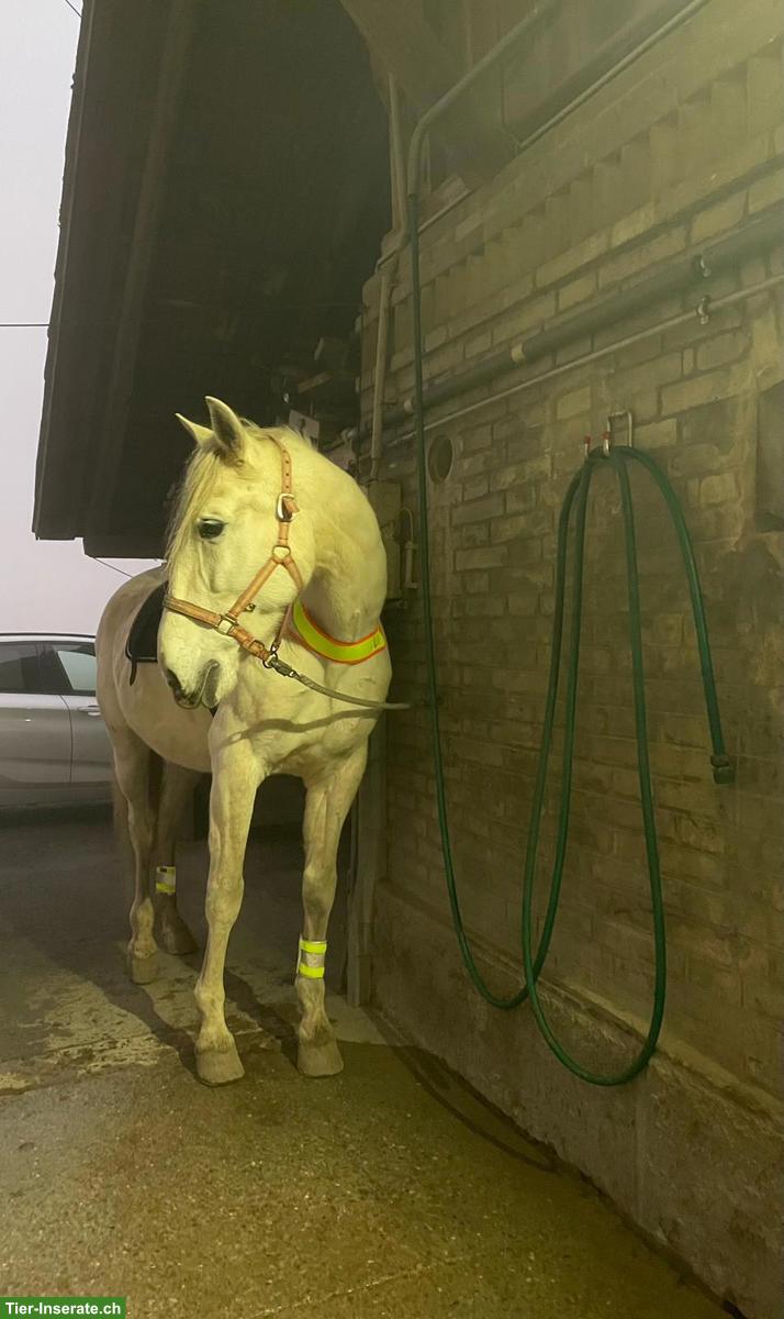 Bild 2: Offenstall für PRE Wallach gesucht, Grossraum Bern