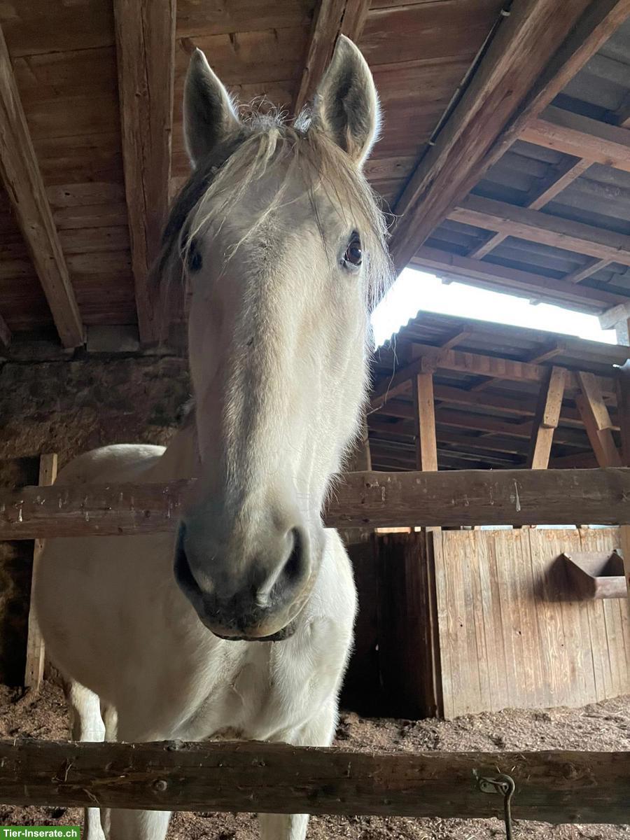 Bild 3: Offenstall für PRE Wallach gesucht, Grossraum Bern