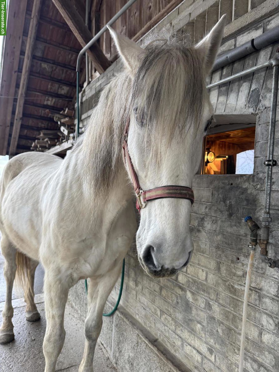 Bild 4: Offenstall für PRE Wallach gesucht, Grossraum Bern